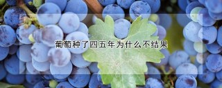 葡萄种了四五年为什么不结果,第1图