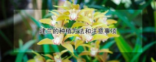 建兰的种植方法和注意事项,第1图