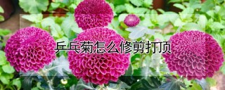 乒乓菊怎么修剪打顶,第1图