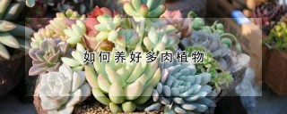 如何养好多肉植物,第1图