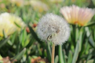 植物传播种子的方法,第2图