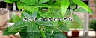 适合很小的盆种的盆栽,第1图