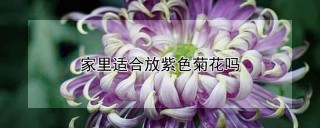 家里适合放紫色菊花吗,第1图