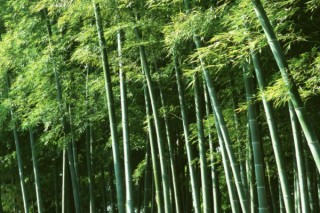 竹子属于树还是草,第3图