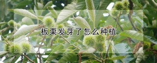 板栗发芽了怎么种植,第1图