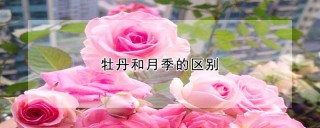 牡丹和月季的区别,第1图