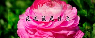 花毛茛是什么,第1图