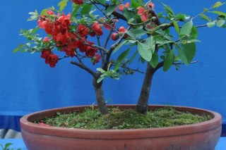 盆栽海棠花的养殖方法,第2图