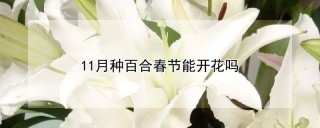 11月种百合春节能开花吗,第1图