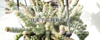 钱串子花移栽方法,第1图