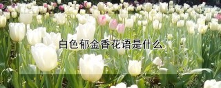 白色郁金香花语是什么,第1图