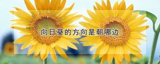 向日葵的方向是朝哪边,第1图