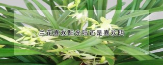 兰花喜欢阳光吗还是喜欢阴,第1图