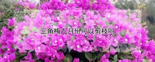 三角梅九月份可以剪枝吗,第1图