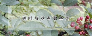 树叶形状有哪些类,第1图