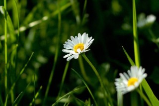 小雏菊鲜花可以生根吗,第2图