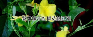 飘香藤和红蝉花的区别,第1图