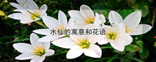 水仙的寓意和花语,第1图