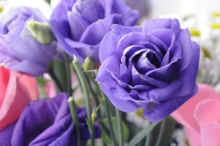 紫玫瑰花语,第2图