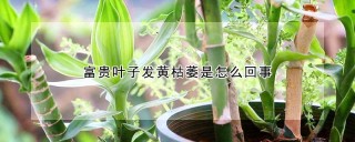 富贵叶子发黄枯萎是怎么回事,第1图