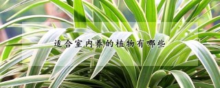 适合室内养的植物有哪些,第1图