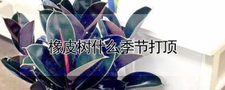 橡皮树什么季节打顶,第1图