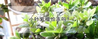 小叶紫檀怕冻吗?,第1图