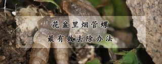 花盆里烟管螺最有效去除办法,第1图