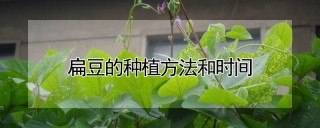 扁豆的种植方法和时间,第1图