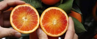 玫瑰香橙和血橙的区别,第1图