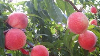水蜜桃几月份成熟,第1图