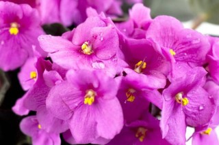 粉色紫罗兰花语,第3图