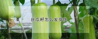 丝瓜籽怎么发芽快,第1图