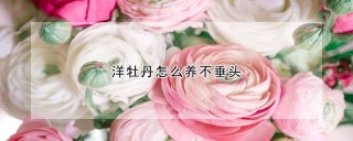 洋牡丹怎么养不垂头,第1图