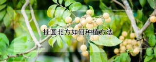 桂圆北方如何种植方法,第1图