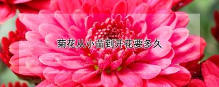 菊花从小苗到开花要多久,第1图