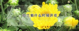 荷兰菊什么时候开花,第1图