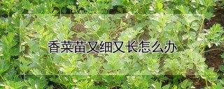 香菜苗又细又长怎么办,第1图