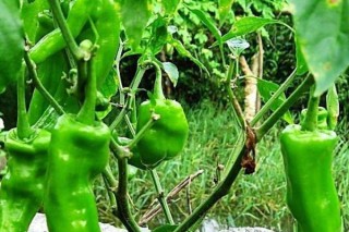 青椒怎么种植,第3图