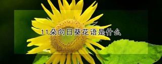 11朵向日葵花语是什么,第1图