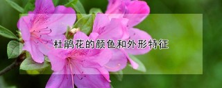 杜鹃花的颜色和外形特征,第1图