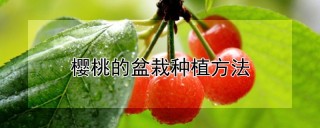 樱桃的盆栽种植方法,第1图