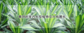 喜阴的室内大型植物花卉有哪些,第1图