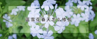 蓝雪花春天怎么修剪,第1图