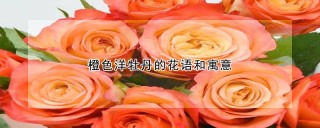 橙色洋牡丹的花语和寓意,第1图