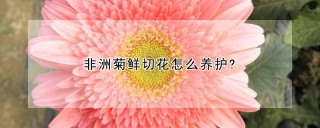 非洲菊鲜切花怎么养护?,第1图