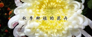 秋季种植的花卉,第1图