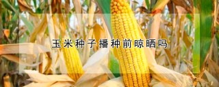 玉米种子播种前晾晒吗,第1图