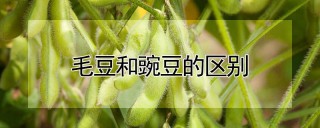 毛豆和豌豆的区别,第1图