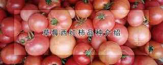 草莓西红柿品种介绍,第1图